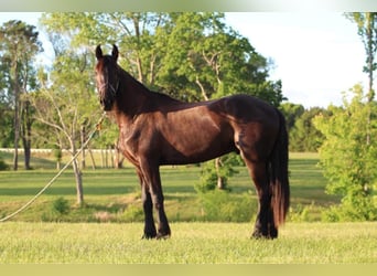 Konie fryzyjskie, Wałach, 5 lat, 170 cm, Kara