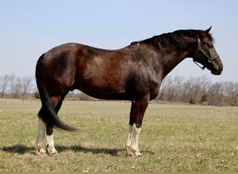 Konie fryzyjskie, Wałach, 5 lat, Kara