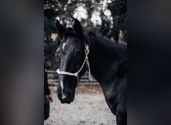 Konie fryzyjskie, Wałach, 5 lat, Kara
