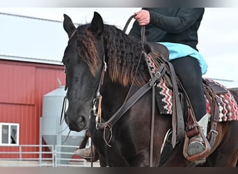 Konie fryzyjskie Mix, Wałach, 6 lat, 137 cm, Kara