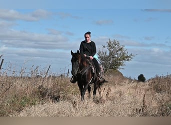 Konie fryzyjskie Mix, Wałach, 6 lat, 137 cm, Kara