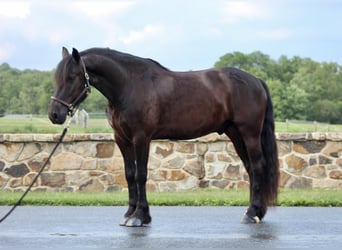 Konie fryzyjskie, Wałach, 6 lat, 147 cm, Kara