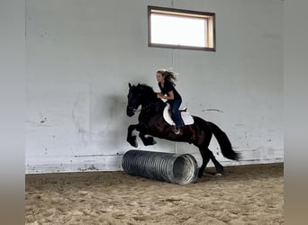 Konie fryzyjskie, Wałach, 6 lat, 147 cm, Kara