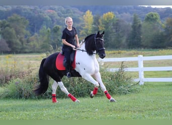 Konie fryzyjskie Mix, Wałach, 6 lat, 157 cm, Kara