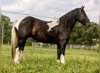 Konie fryzyjskie, Wałach, 6 lat, 157 cm, Tobiano wszelkich maści