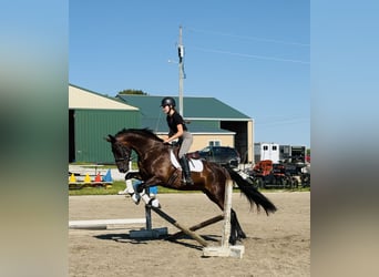 Konie fryzyjskie Mix, Wałach, 6 lat, 160 cm, Gniada