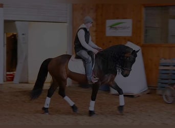 Konie fryzyjskie, Wałach, 6 lat, 160 cm, Gniada