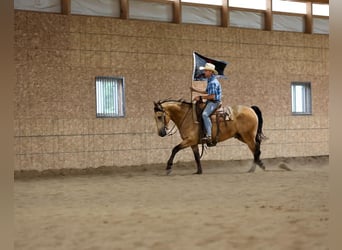 Konie fryzyjskie Mix, Wałach, 6 lat, 163 cm, Jelenia