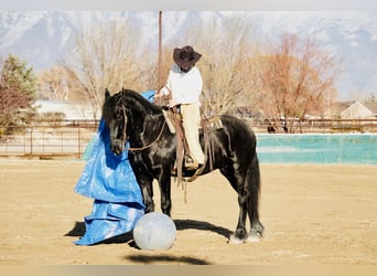 Konie fryzyjskie Mix, Wałach, 6 lat, 163 cm, Kara