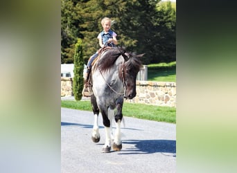 Konie fryzyjskie Mix, Wałach, 6 lat, 163 cm, Karodereszowata