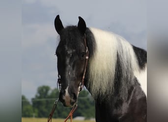 Konie fryzyjskie, Wałach, 6 lat, 163 cm, Tobiano wszelkich maści