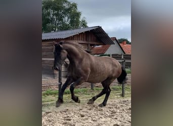 Konie fryzyjskie Mix, Wałach, 6 lat, 165 cm, Grullo