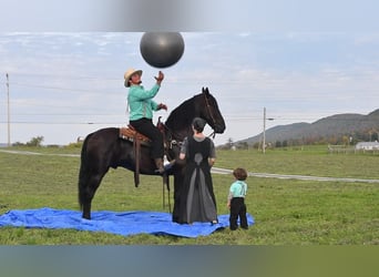 Konie fryzyjskie, Wałach, 6 lat, 165 cm, Kara