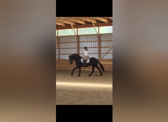 Konie fryzyjskie, Wałach, 6 lat, 165 cm, Kara