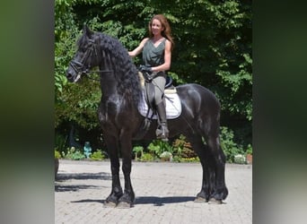 Konie fryzyjskie, Wałach, 6 lat, 170 cm, Skarogniada