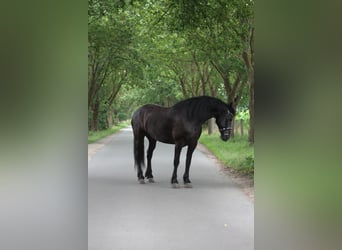 Konie fryzyjskie, Wałach, 6 lat, 174 cm, Kara