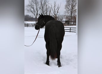 Konie fryzyjskie, Wałach, 6 lat, Kara