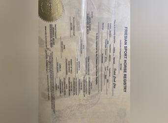 Konie fryzyjskie, Wałach, 6 lat, Tobiano wszelkich maści