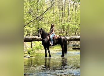 Konie fryzyjskie, Wałach, 7 lat, 157 cm, Kara