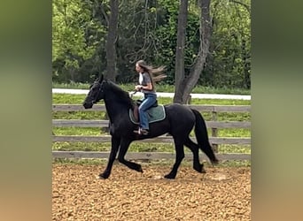 Konie fryzyjskie, Wałach, 7 lat, 157 cm, Kara