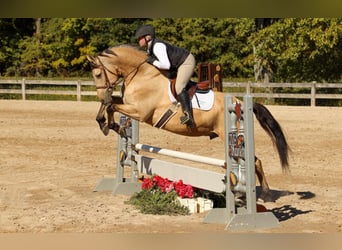 Konie fryzyjskie, Wałach, 7 lat, 160 cm, Jelenia