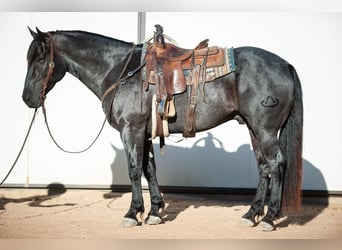Konie fryzyjskie Mix, Wałach, 7 lat, 160 cm, Karodereszowata