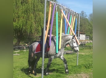 Konie fryzyjskie Mix, Wałach, 7 lat, 162 cm, Siwa jabłkowita
