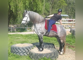 Konie fryzyjskie Mix, Wałach, 7 lat, 162 cm, Siwa jabłkowita