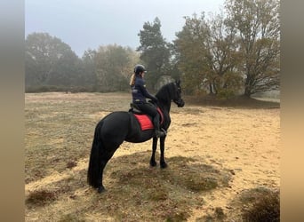 Konie fryzyjskie, Wałach, 7 lat, 162 cm, Skarogniada