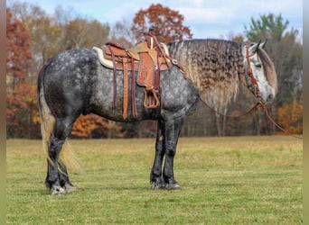 Konie fryzyjskie Mix, Wałach, 7 lat, 163 cm, Siwa