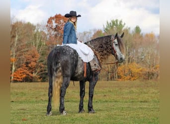 Konie fryzyjskie Mix, Wałach, 7 lat, 163 cm, Siwa