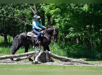 Konie fryzyjskie, Wałach, 7 lat, 165 cm, Gniada