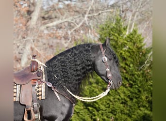 Konie fryzyjskie, Wałach, 7 lat, 165 cm, Kara