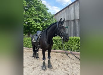 Konie fryzyjskie, Wałach, 7 lat, 168 cm, Kara