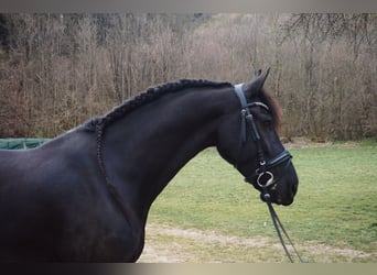 Konie fryzyjskie, Wałach, 7 lat, 168 cm, Kara