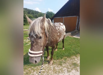 Konie fryzyjskie Mix, Wałach, 7 lat, 170 cm, Overo wszelkich maści