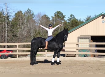 Konie fryzyjskie, Wałach, 7 lat, 173 cm, Kara