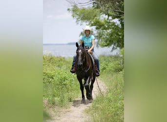Konie fryzyjskie Mix, Wałach, 7 lat, Kara