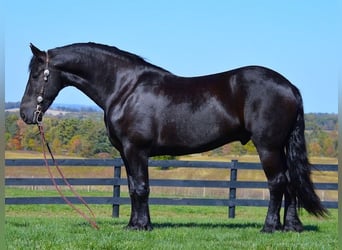 Konie fryzyjskie, Wałach, 8 lat, 157 cm, Kara