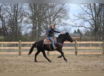 Konie fryzyjskie, Wałach, 8 lat, 160 cm, Kara