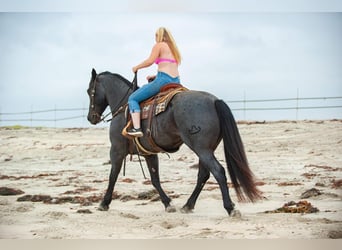 Konie fryzyjskie Mix, Wałach, 8 lat, 160 cm, Karodereszowata
