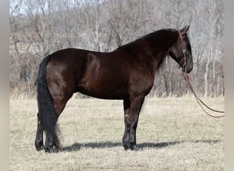 Konie fryzyjskie, Wałach, 8 lat, 163 cm, Kara