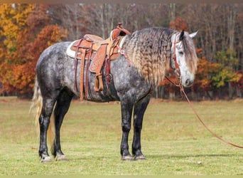 Konie fryzyjskie Mix, Wałach, 8 lat, 163 cm, Siwa