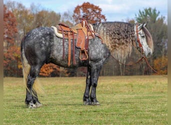 Konie fryzyjskie Mix, Wałach, 8 lat, 163 cm, Siwa