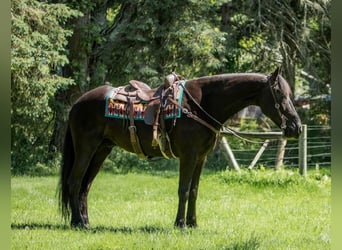 Konie fryzyjskie, Wałach, 8 lat, 165 cm, Gniada