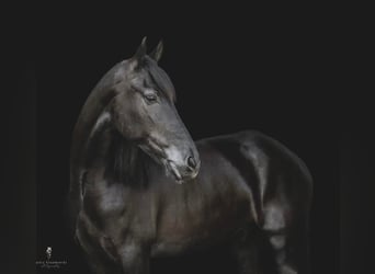 Konie fryzyjskie, Wałach, 8 lat, 165 cm, Gniada