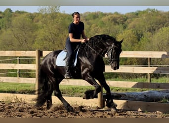 Konie fryzyjskie, Wałach, 8 lat, 170 cm, Kara