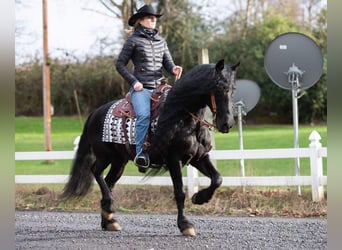 Konie fryzyjskie, Wałach, 8 lat, Kara