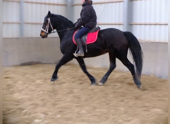 Konie fryzyjskie Mix, Wałach, 9 lat, 160 cm, Ciemnogniada