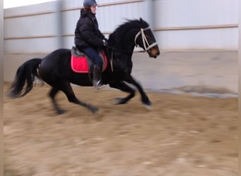 Konie fryzyjskie Mix, Wałach, 9 lat, 160 cm, Ciemnogniada